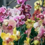 orquidea flor nacional colombia 1