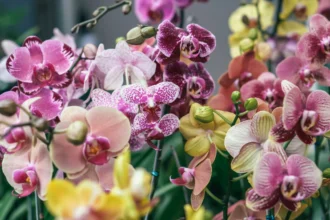 orquidea flor nacional colombia 1