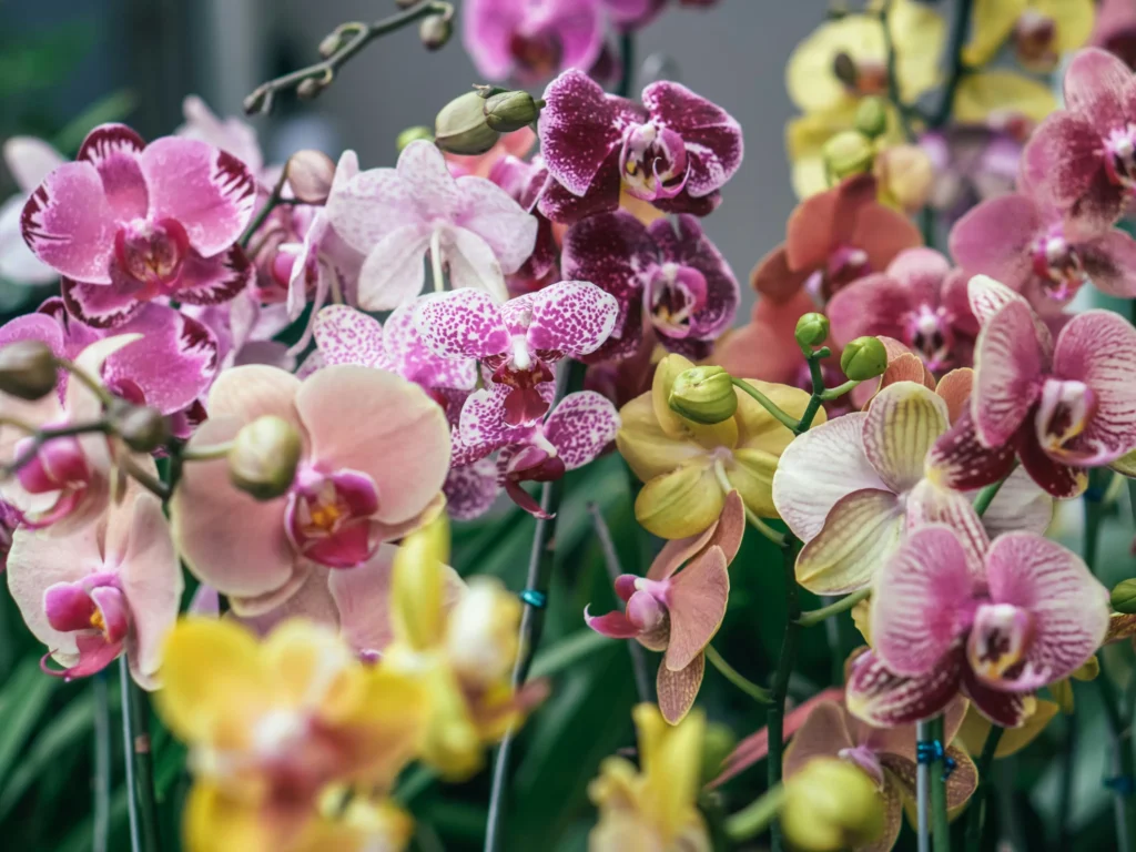 Feria de las Flores de Medellín: la tradición que convirtió a los silleteros en símbolo de Colombia 63 orquidea flor nacional colombia