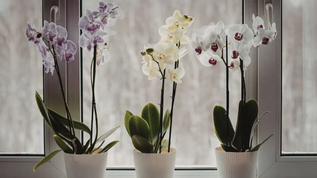 orquideas 2