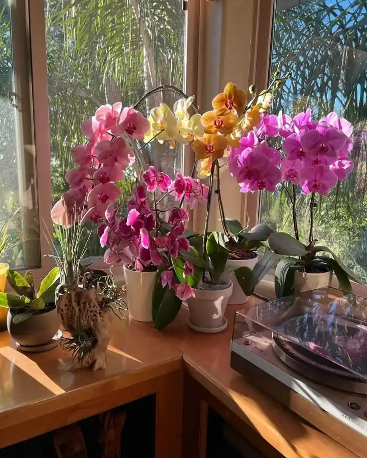 orquideas 3