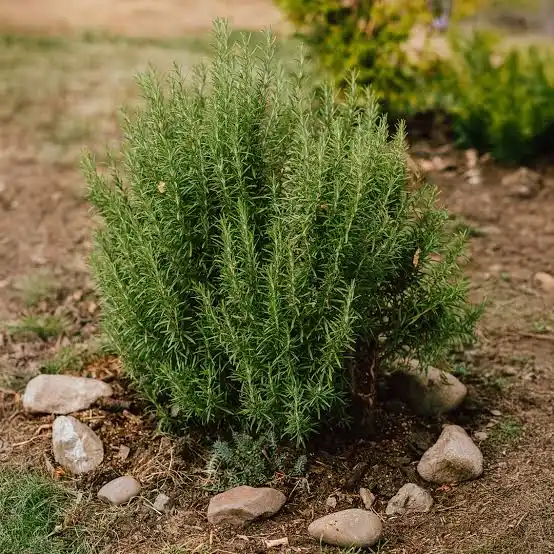 Las 5 plantas que ayudan a mantener las cucarachas lejos de tu casa 63 romero