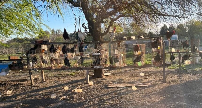 Rescataron más de 50 aves de riña en Rosario 60 aves rina