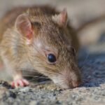 leptospirosis