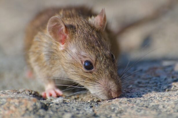 leptospirosis