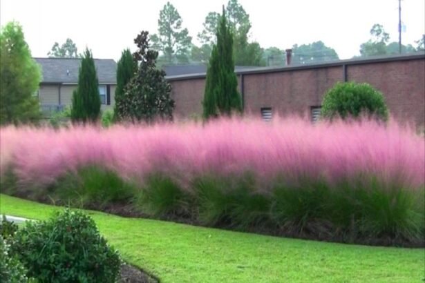 nube rosada