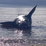 Hallan un ballenato muerto en Puerto Madryn