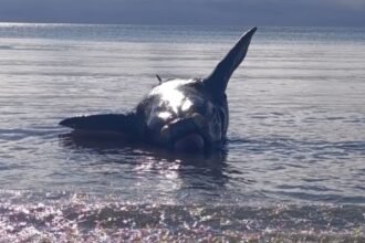 Hallan un ballenato muerto en Puerto Madryn