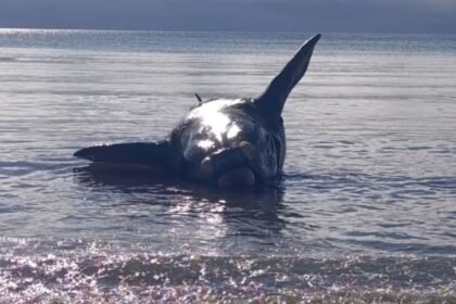 Hallan un ballenato muerto en Puerto Madryn