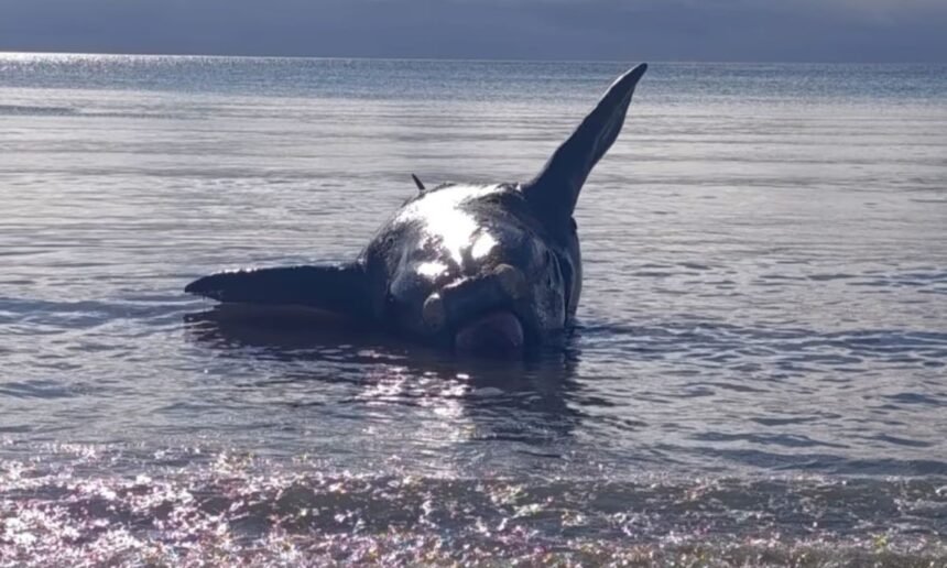Hallan un ballenato muerto en Puerto Madryn