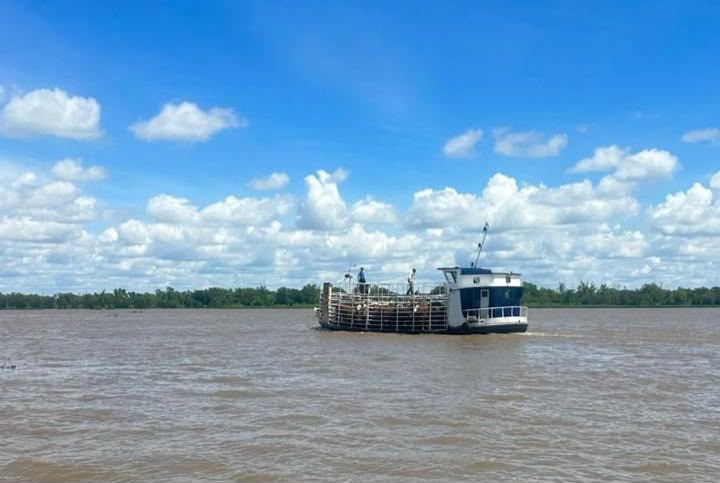 Fenómeno de El Niño: con la asistencia de la Provincia, ya se evacuó más del 70 % de la hacienda en islas 58 animales inundacion