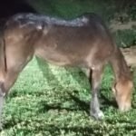 caballo 1