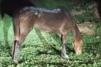 caballo 1