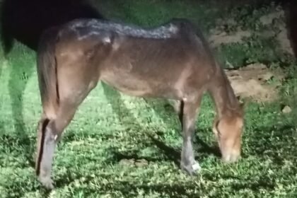 caballo 1