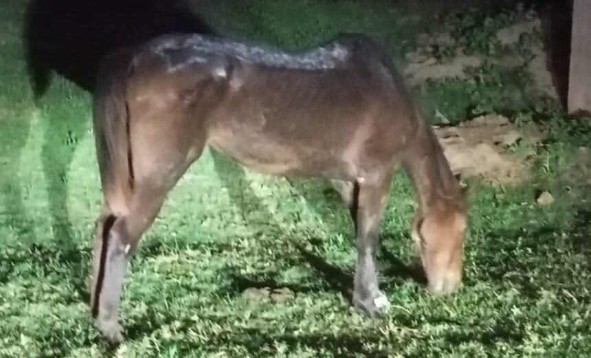 caballo 1