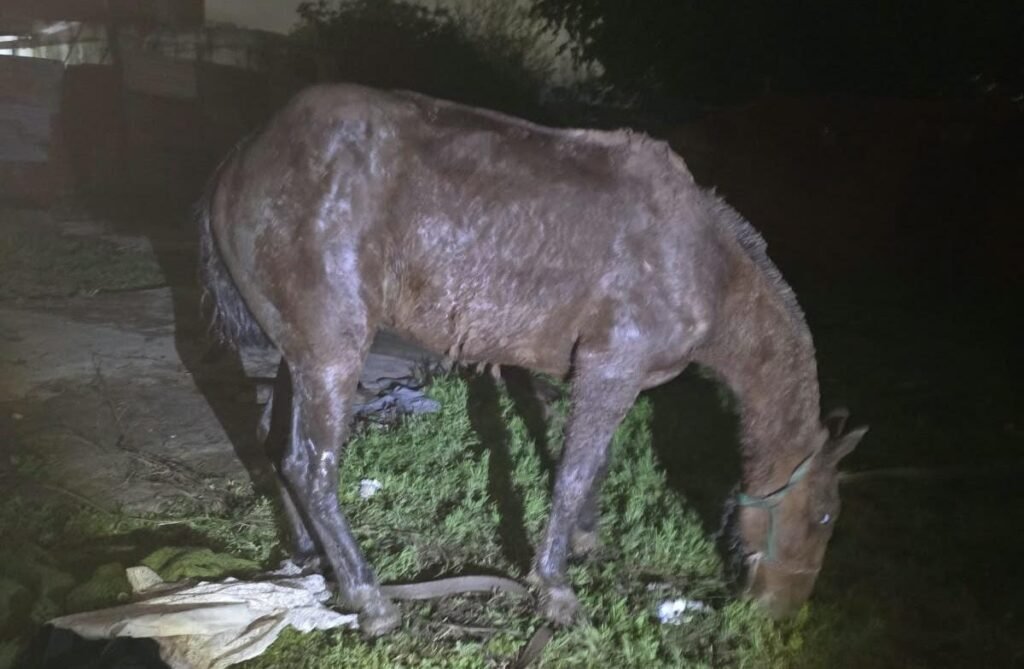 caballo