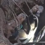 caballo pozo