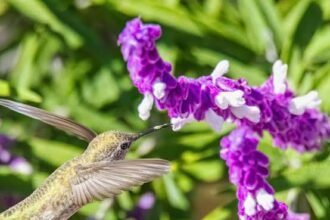 colibri