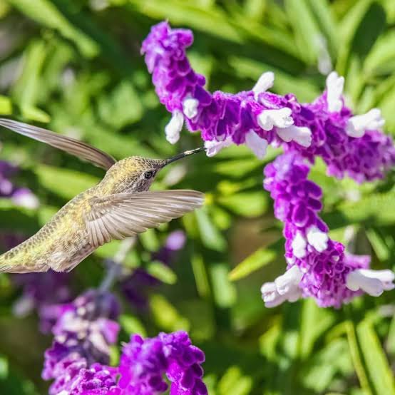 colibri