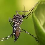 dengue