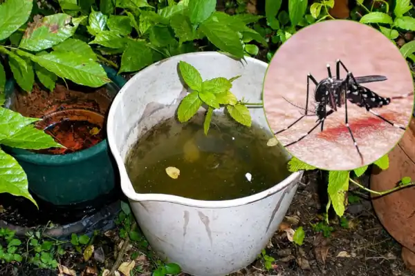 dengue 2