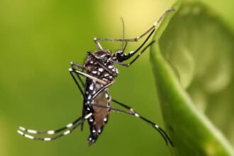 dengue
