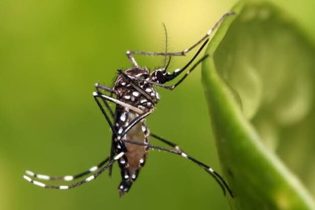 dengue