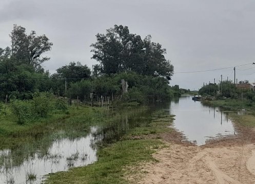La crecida del Paraná: ya evacuaron más de 20.000 animales en la costa santafesina 59 leyes animales inundacion