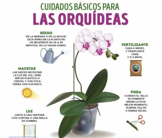 orquidea cuidados