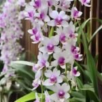 orquideas colgantes