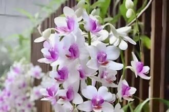 orquideas colgantes