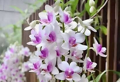 orquideas colgantes