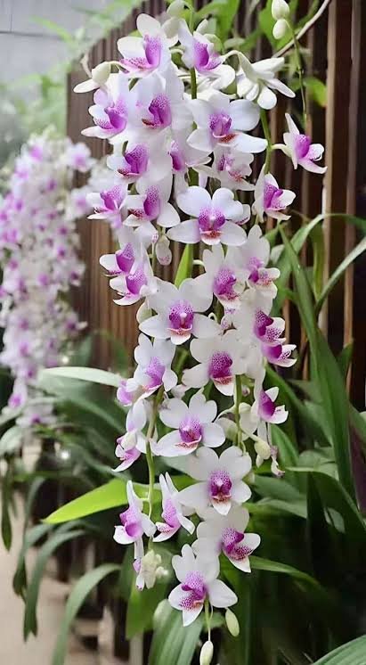 orquideas colgantes