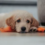perro solo en casa