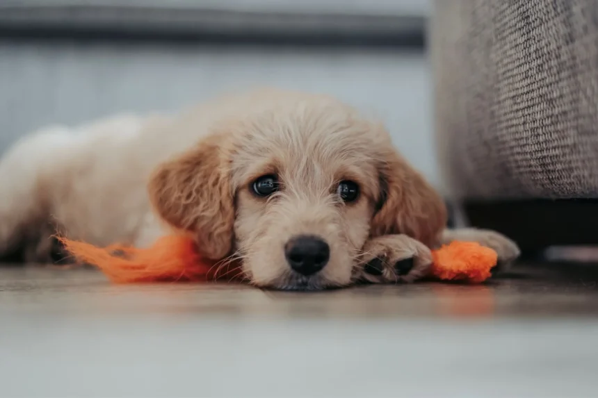 perro solo en casa