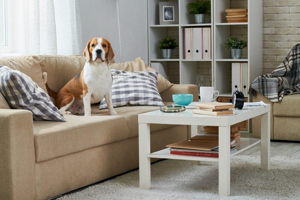 perro solo en casa