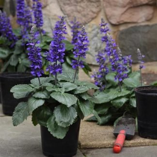 salvia big blue 324x324 1